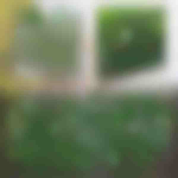 Panel de cerca extensible con hiedra - 30x180 cm, resistente a los rayos UV, sin herramientas | GREENFENCE
