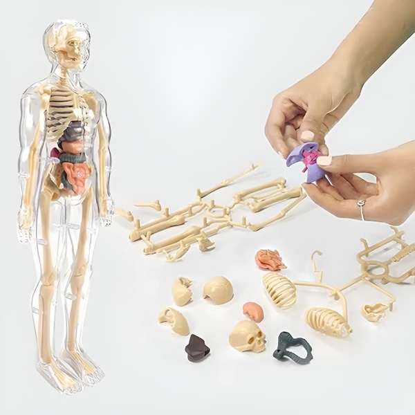 Modelo de anatomía humana - 16 órganos y huesos desmontables | FLESHTOPIA
